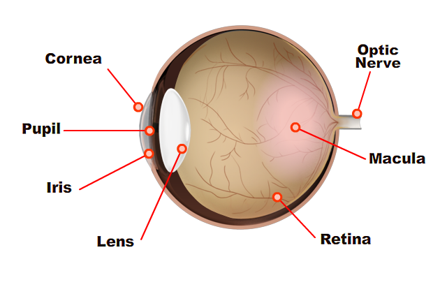 Anatomy of a normal eye