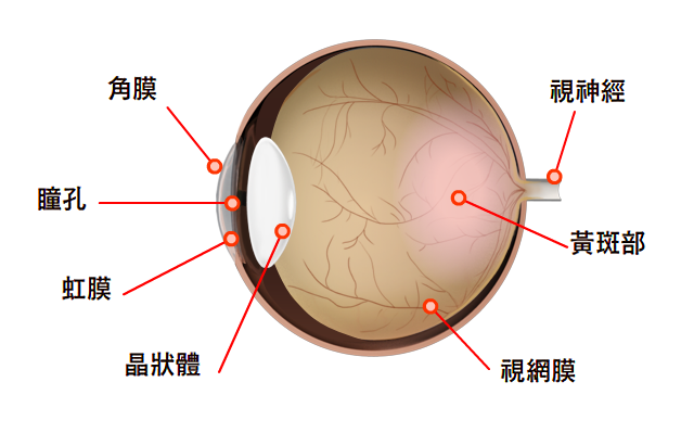 眼睛的构造