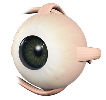 eye muscles